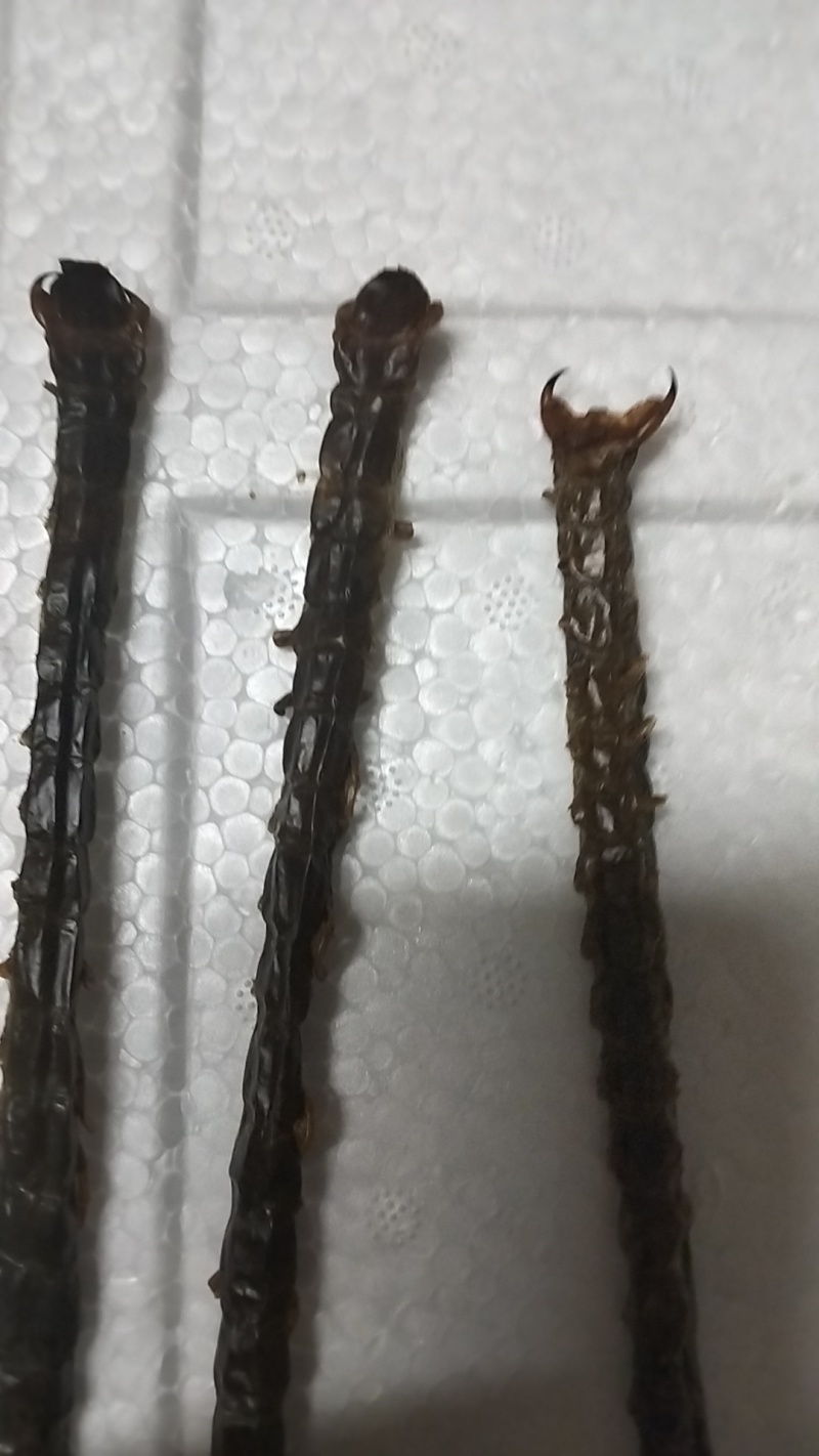 干蜈蚣，有需要的老板请联系。