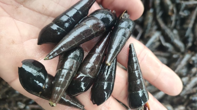 新鲜山坑螺，有需要的老板请联系。