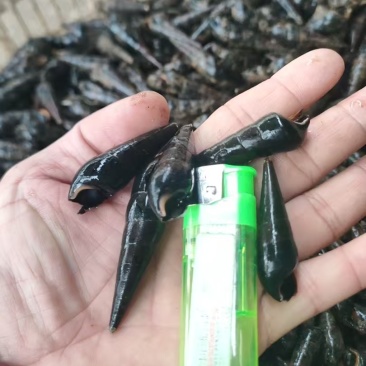 新鲜山坑螺，有需要的老板请联系。