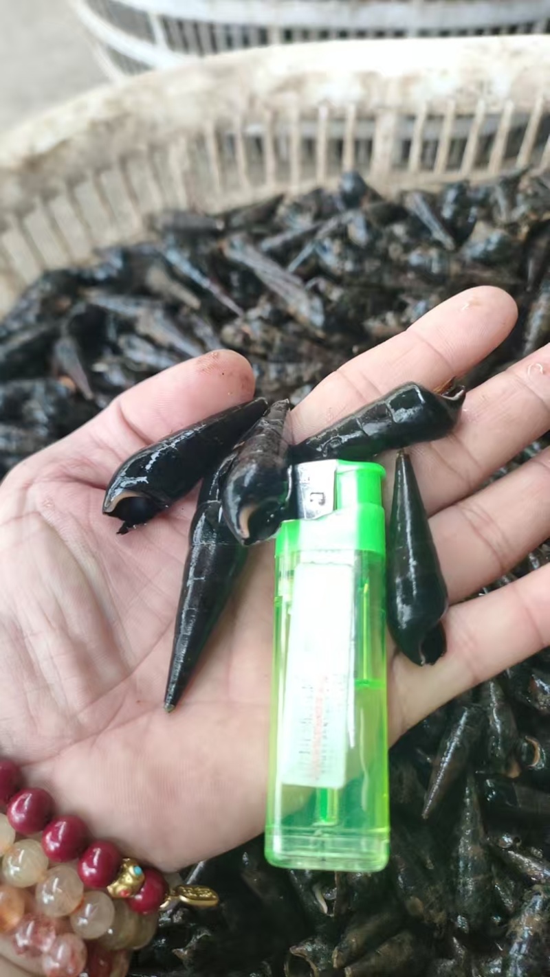 新鲜山坑螺，有需要的老板请联系。