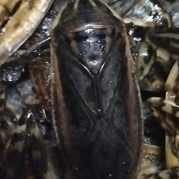 美味大花蝉，有需要的老板请联系。