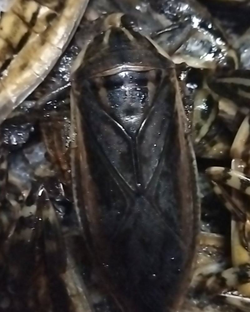 美味大花蝉，有需要的老板请联系。