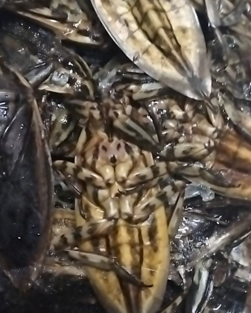 美味大花蝉，有需要的老板请联系。