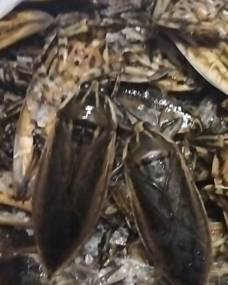 美味大花蝉，有需要的老板请联系。