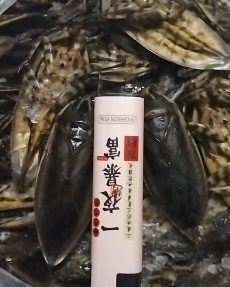 美味大花蝉，有需要的老板请联系。