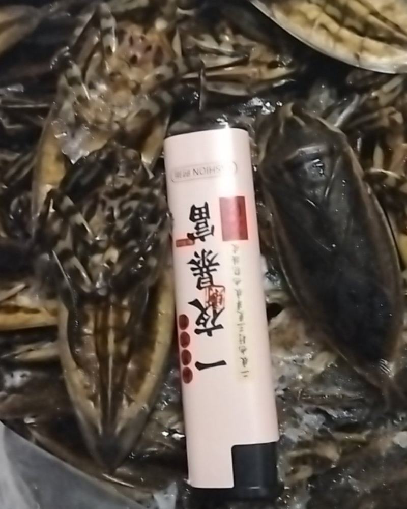 美味大花蝉，有需要的老板请联系。
