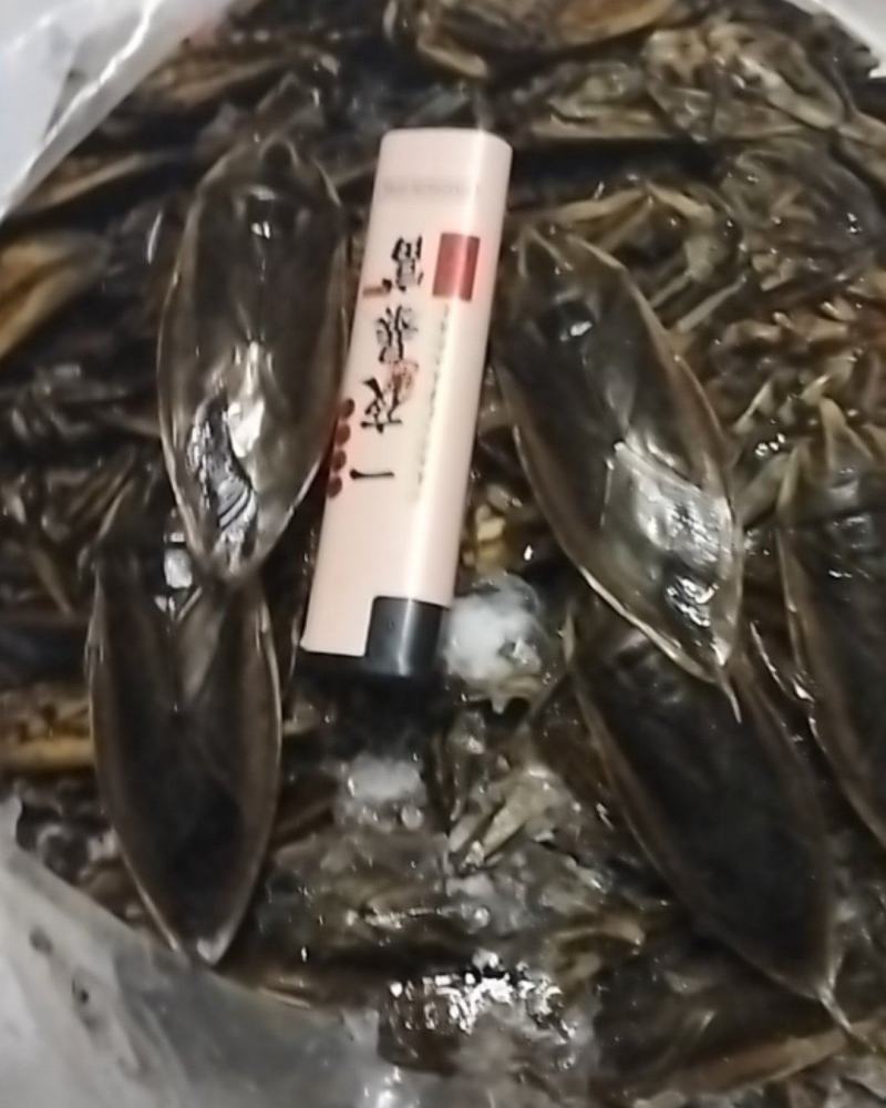 美味大花蝉，有需要的老板请联系。