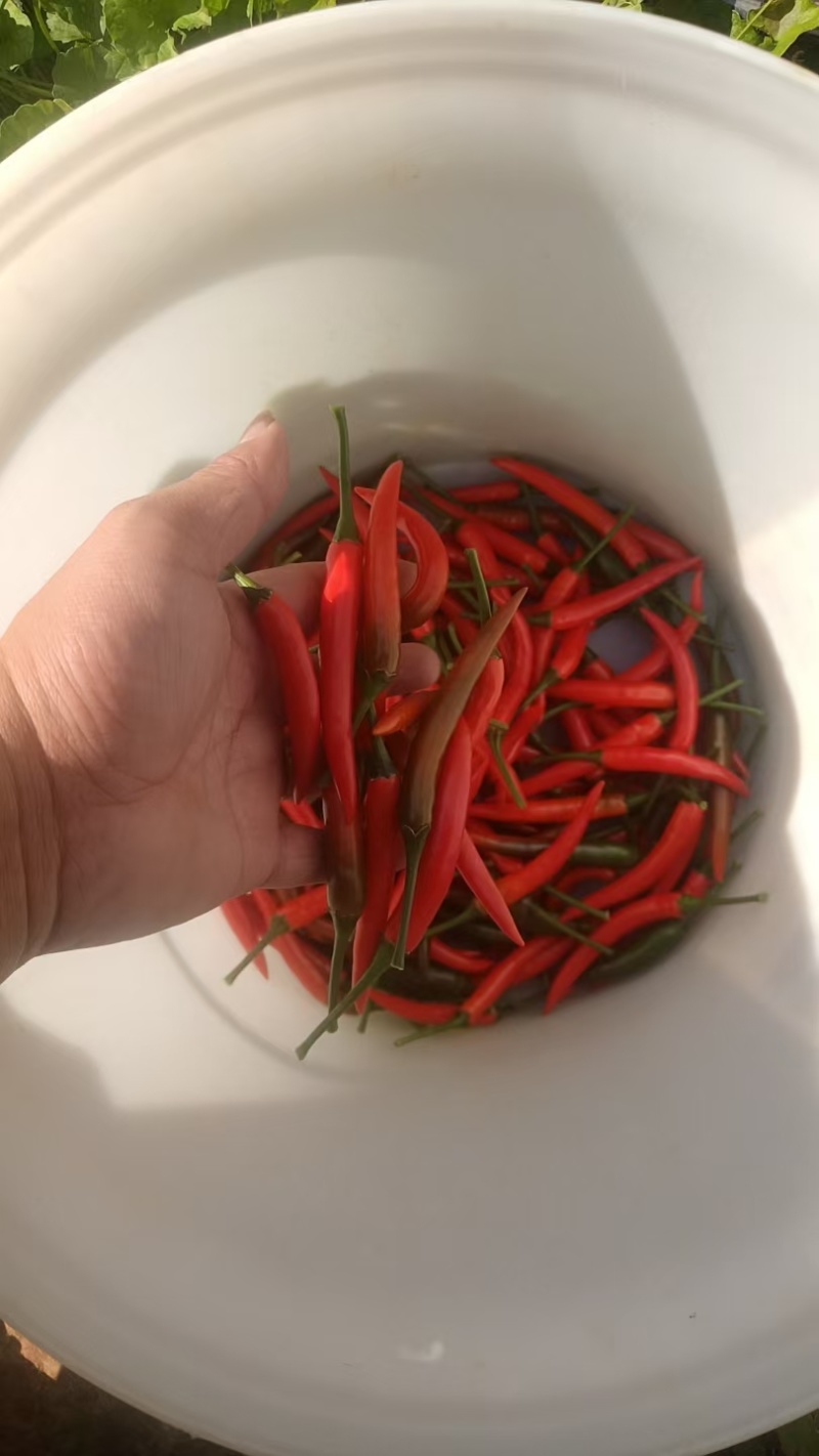 小米辣大量有货需要的联系了