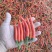 小米辣大量有货需要的联系了