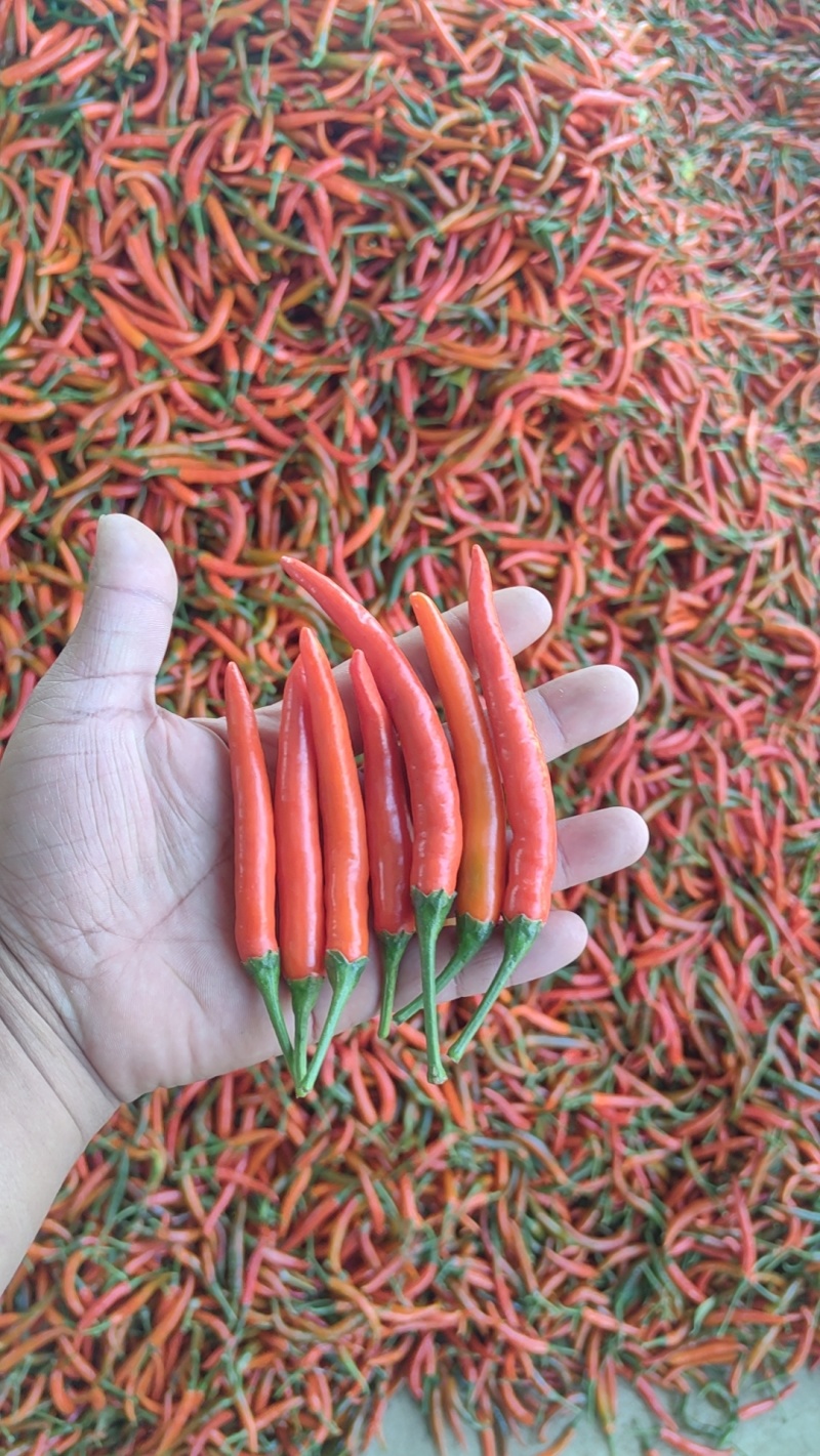小米辣大量有货需要的联系了
