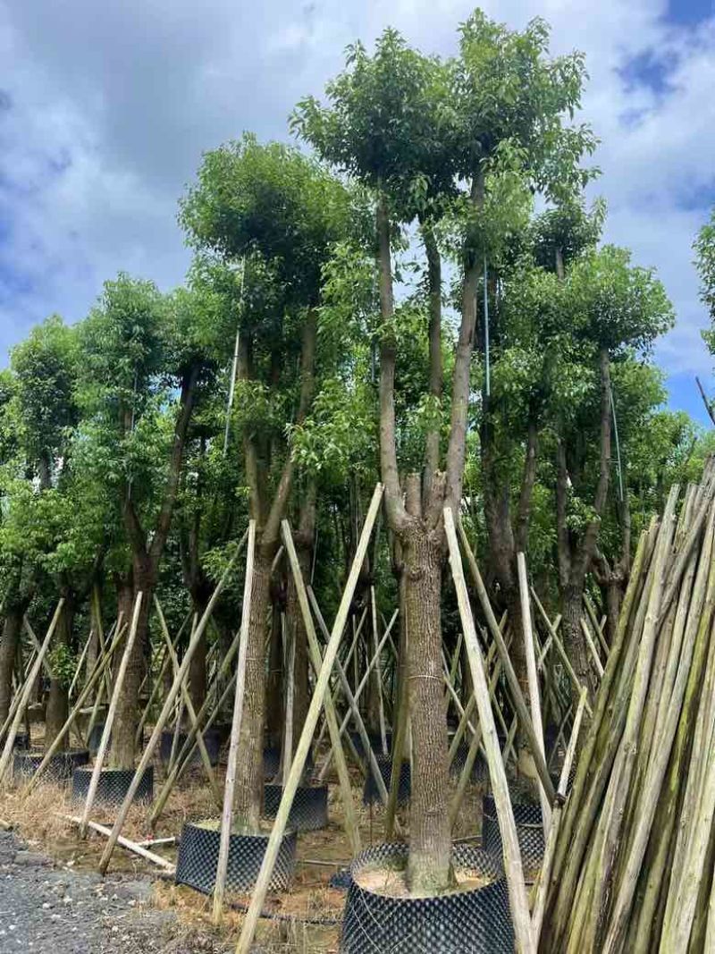 香樟骨架10-30分，各种规格，大量低价出售