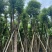 香樟骨架10-30分，各种规格，大量低价出售