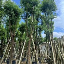 香樟骨架10-30分，各种规格，大量低价出售