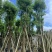 香樟骨架10-30分，各种规格，大量低价出售
