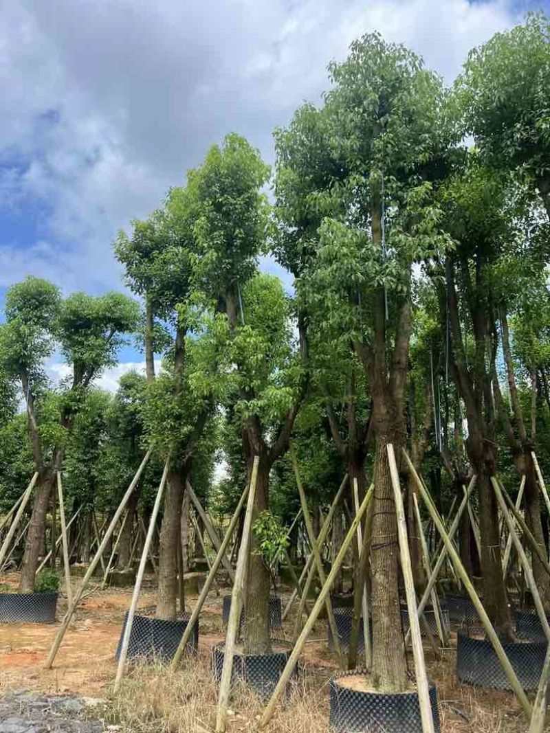 香樟骨架10-30分，各种规格，大量低价出售