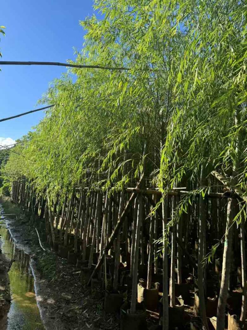 柳树3-15分，各种规格，大量低价出售