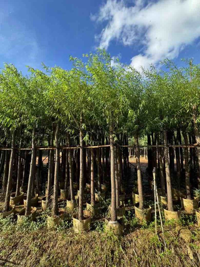 柳树3-15分，各种规格，大量低价出售