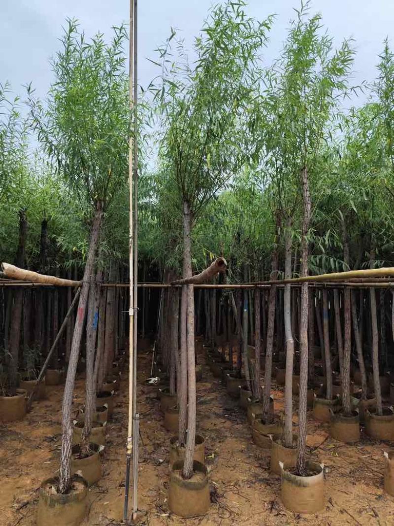 柳树3-15分，各种规格，大量低价出售