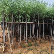 柳树3-15分，各种规格，大量低价出售
