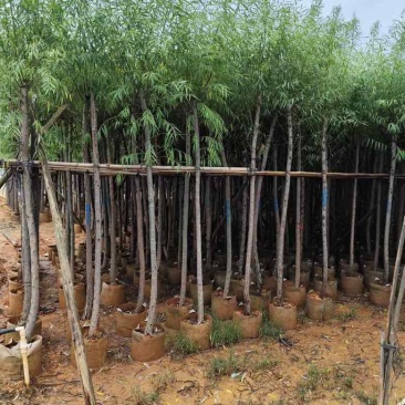 柳树3-15分，各种规格，大量低价出售