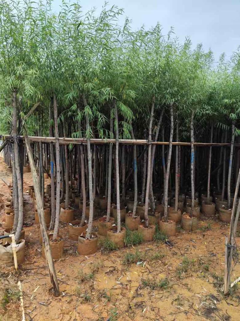 柳树3-15分，各种规格，大量低价出售