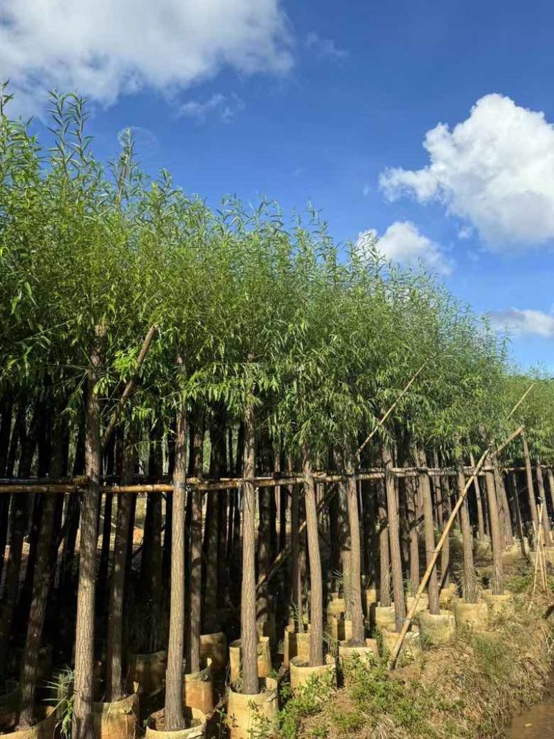 柳树3-15分，各种规格，大量低价出售