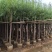 柳树3-15分，各种规格，大量低价出售