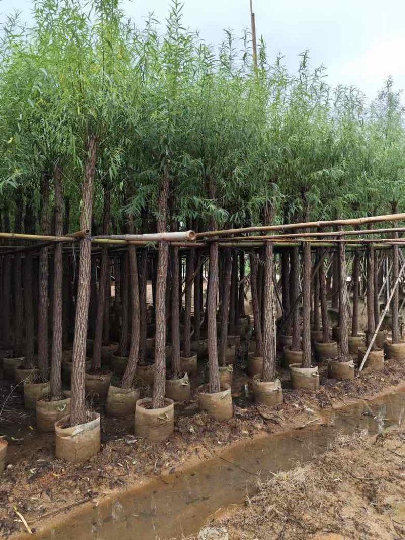 柳树3-15分，各种规格，大量低价出售