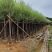 柳树3-15分，各种规格，大量低价出售
