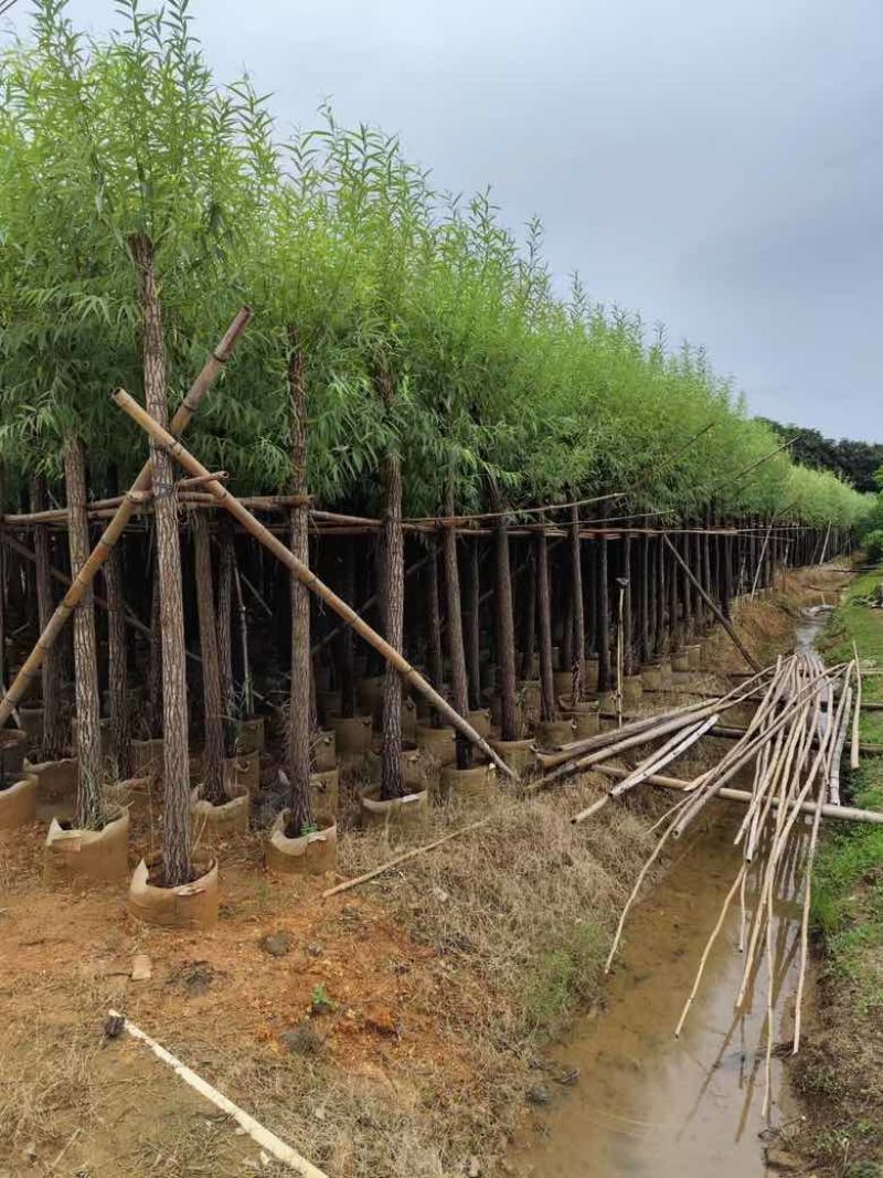 柳树3-15分，各种规格，大量低价出售