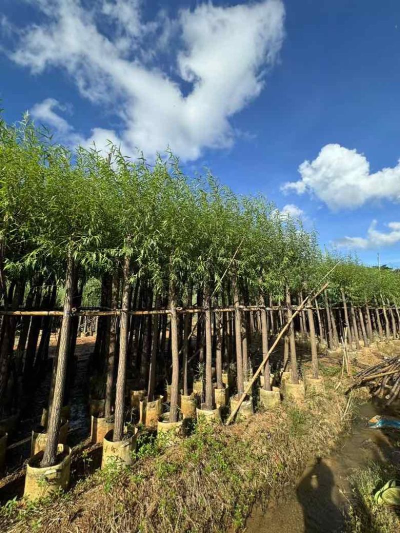 柳树3-15分，各种规格，大量低价出售