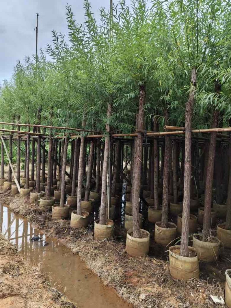 柳树3-15分，各种规格，大量低价出售