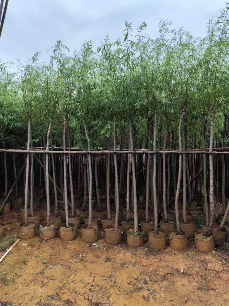 柳树3-15分，各种规格，大量低价出售