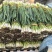 精品头刀红根韭菜大量有货，欢迎老板咨询选购，合作共赢