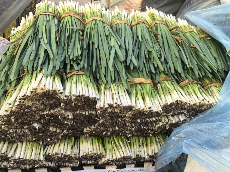 精品头刀红根韭菜大量有货，欢迎老板咨询选购，合作共赢