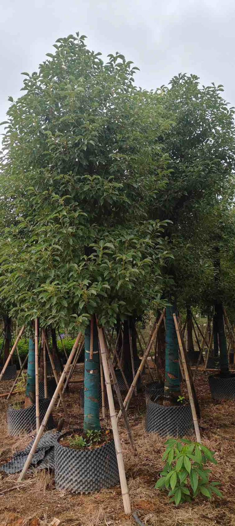 香樟养冠7-25分，各种规格，大量低价出售