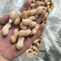 花生种子花育25花育22正品保证