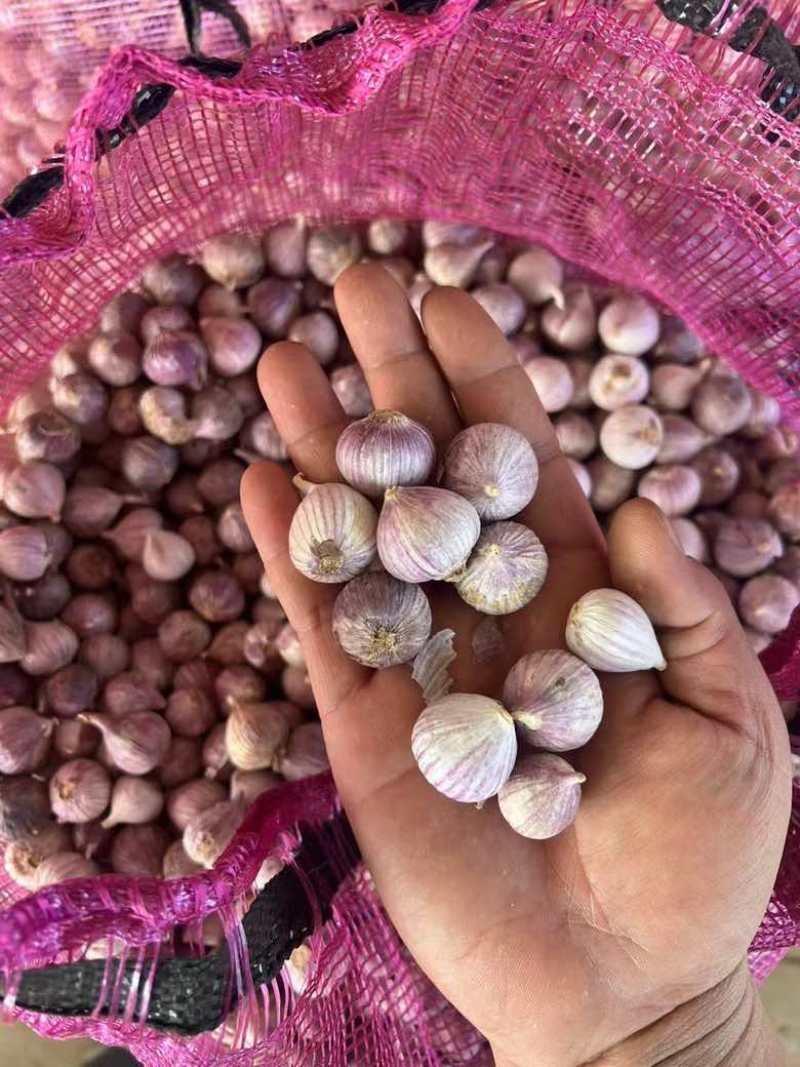 实力代办代收，0.1代办费。新鲜独头蒜2025年新货
