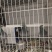 天落新鸽和成绩赛鹆，600块钱包运费，500元不包运费