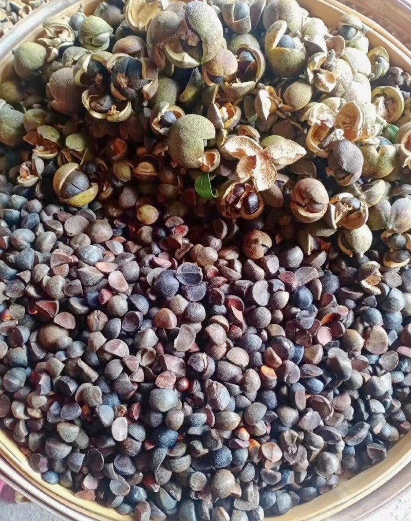 有没有人要现榨的山茶油？这个月21号榨油的，茶籽晒的很干，生
