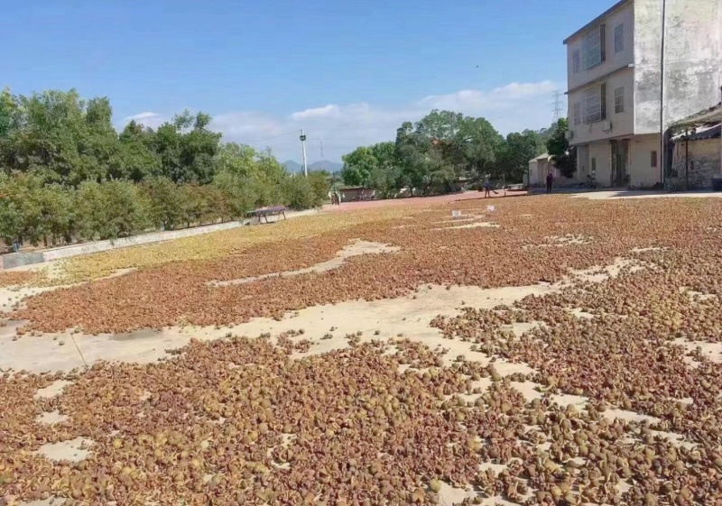 有没有人要现榨的山茶油？这个月21号榨油的，茶籽晒的很干，生