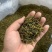 手工黄金芽