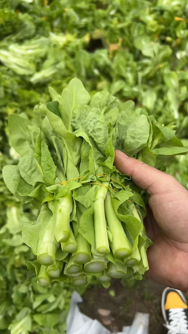 下锅耙(40亩量大从优)