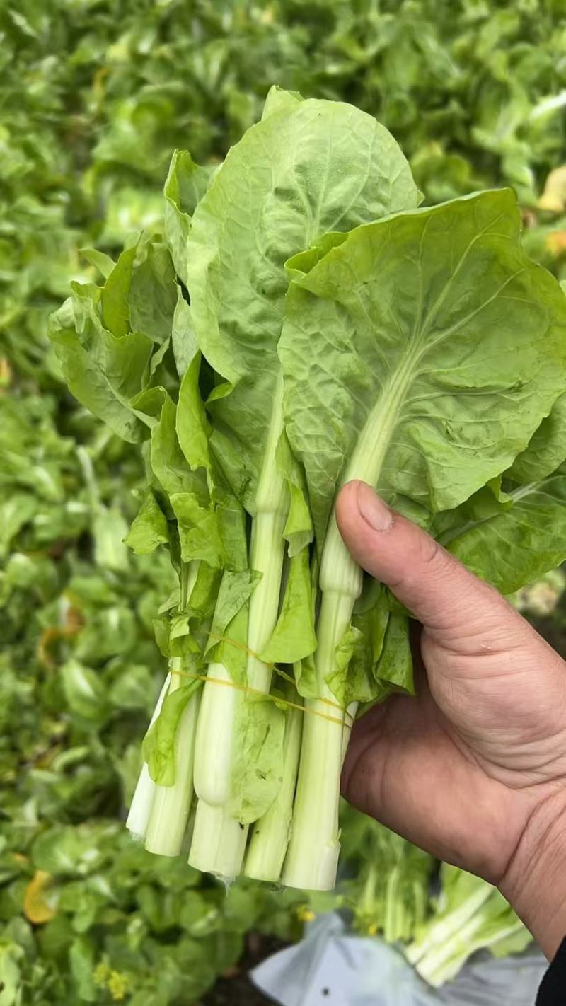 下锅耙(40亩量大从优)