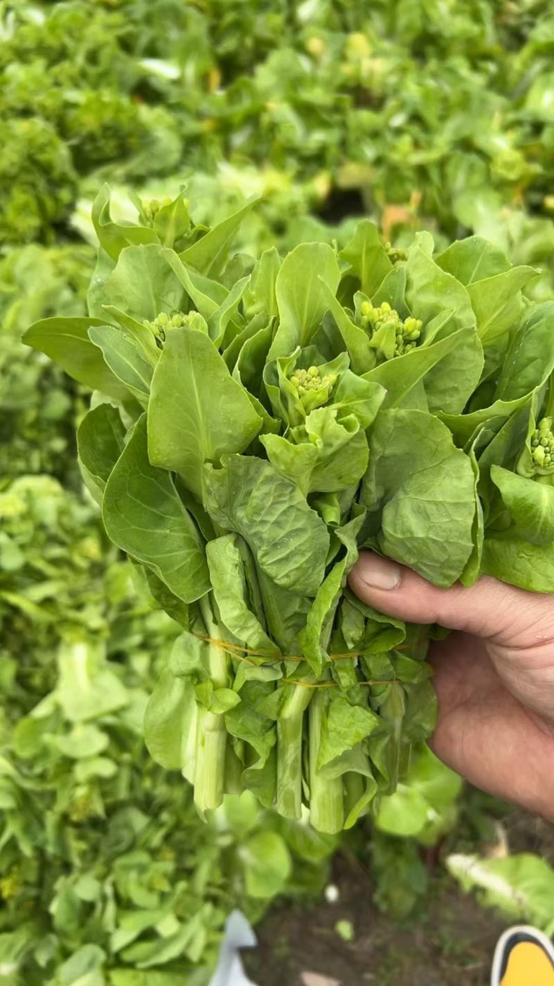 下锅耙(40亩量大从优)