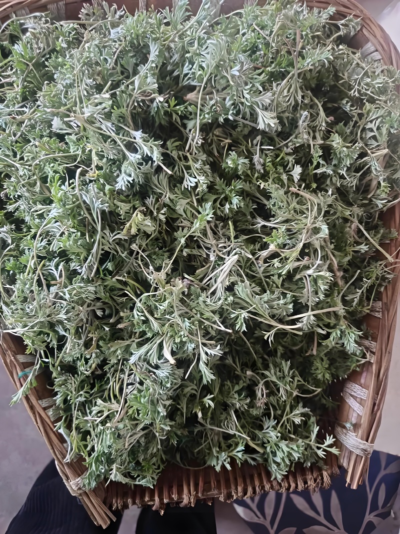 野生白蒿