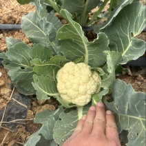 松花