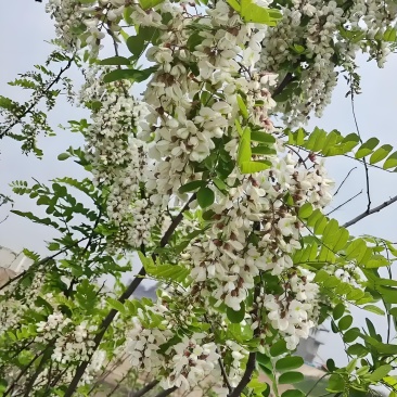 野生槐花，鲜香嫩甜，需要时菜的老板联系我
