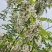 野生槐花，鲜香嫩甜，需要时菜的老板联系我