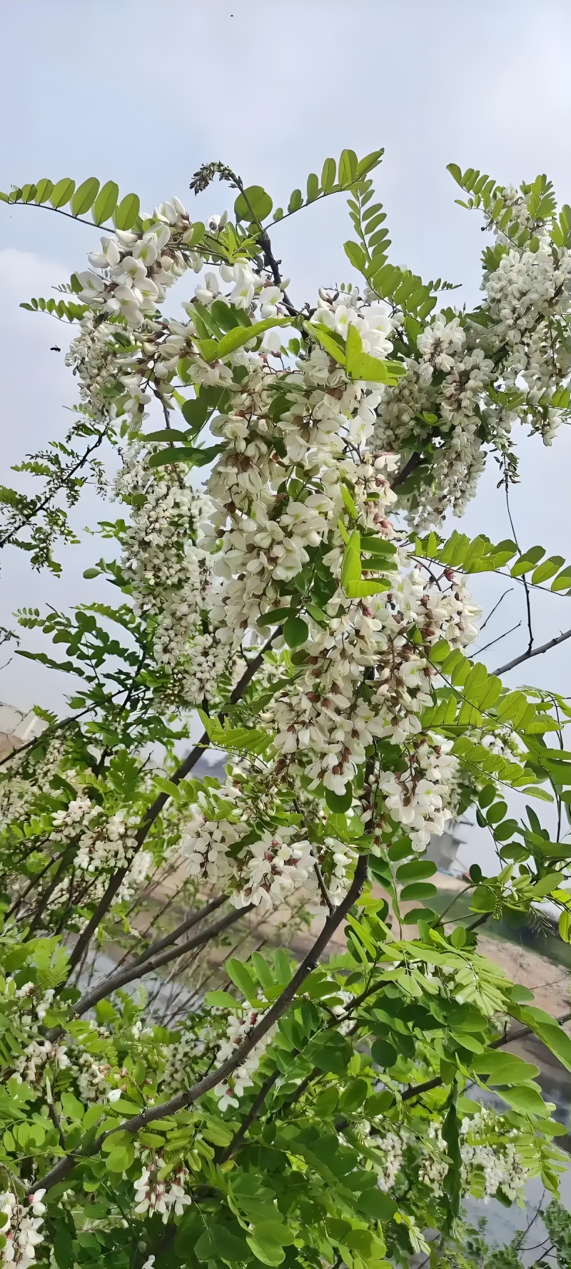 野生槐花，鲜香嫩甜，需要时菜的老板联系我